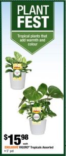 Exclusive Vigoro Tropicals Assorted
