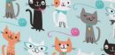 Cat Party Rectangle Plastic Reusable Table Cover, Pink/Blue, 54x102-in, for Birthday Party