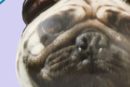Dog Stress Ball, Brown/Black, for Birthday/Party Favour